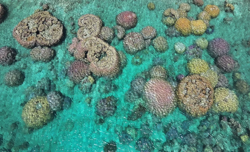 Récif-corail-bluegreen-production